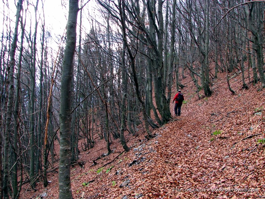 12_Bosco coperto di foglie.jpg